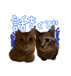我が家の自由なネコさんたち（個別スタンプ：29）