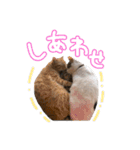 我が家の自由なネコさんたち（個別スタンプ：30）