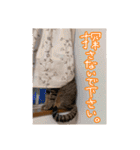 我が家の自由なネコさんたち（個別スタンプ：31）