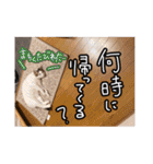 我が家の自由なネコさんたち（個別スタンプ：33）