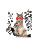 我が家の自由なネコさんたち（個別スタンプ：36）