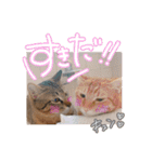 我が家の自由なネコさんたち（個別スタンプ：37）