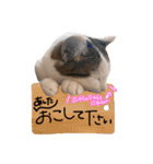 我が家の自由なネコさんたち（個別スタンプ：38）