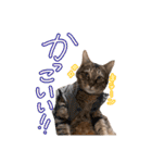 我が家の自由なネコさんたち（個別スタンプ：39）