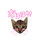 我が家の自由なネコさんたち（個別スタンプ：40）