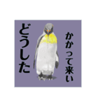 神在月のペンギンスタンプ18.1（個別スタンプ：5）