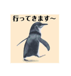 神在月のペンギンスタンプ18.1（個別スタンプ：16）