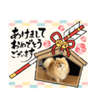 ぽん太スタンプ第3弾（個別スタンプ：5）