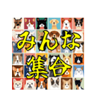 キュートでシュールなわんこスタンプ（個別スタンプ：1）