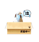 天津甘栗ぷー吾朗6プードルです！！（個別スタンプ：26）