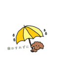 トイプードル ジャムスタンプ2（個別スタンプ：37）