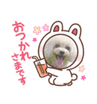 トイプードルのはなゆめchan（個別スタンプ：2）