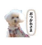 トイプードルのはなゆめchan（個別スタンプ：3）