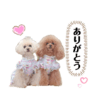 トイプードルのはなゆめchan（個別スタンプ：4）