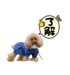 トイプードルのはなゆめchan（個別スタンプ：5）