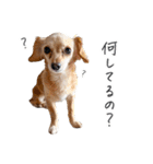 うぶコヒスタンプ（個別スタンプ：2）