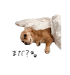 うぶコヒスタンプ（個別スタンプ：10）