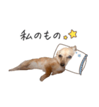 うぶコヒスタンプ（個別スタンプ：11）