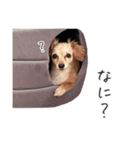 うぶコヒスタンプ（個別スタンプ：12）