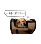 うぶコヒスタンプ（個別スタンプ：16）