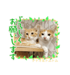 ラフスペースの保護猫達2023.10（個別スタンプ：3）