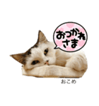 ラフスペースの保護猫達2023.10（個別スタンプ：5）