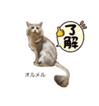 ラフスペースの保護猫達2023.10（個別スタンプ：6）