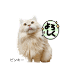 ラフスペースの保護猫達2023.10（個別スタンプ：7）
