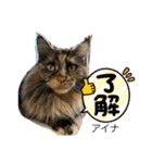 ラフスペースの保護猫達2023.10（個別スタンプ：8）