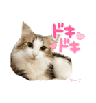 ラフスペースの保護猫達2023.10（個別スタンプ：12）