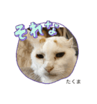 ラフスペースの保護猫達2023.10（個別スタンプ：13）