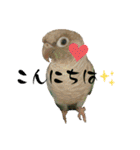 ウロコインコさん時々こざくらさん。（個別スタンプ：4）
