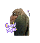 ウロコインコさん時々こざくらさん。（個別スタンプ：5）