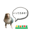 ウロコインコさん時々こざくらさん。（個別スタンプ：6）