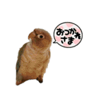 ウロコインコさん時々こざくらさん。（個別スタンプ：9）