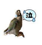 ウロコインコさん時々こざくらさん。（個別スタンプ：10）
