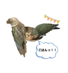 ウロコインコさん時々こざくらさん。（個別スタンプ：11）