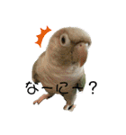 ウロコインコさん時々こざくらさん。（個別スタンプ：12）