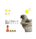 ウロコインコさん時々こざくらさん。（個別スタンプ：15）