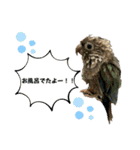ウロコインコさん時々こざくらさん。（個別スタンプ：18）