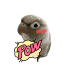 ウロコインコさん時々こざくらさん。（個別スタンプ：19）