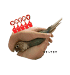 ウロコインコさん時々こざくらさん。（個別スタンプ：20）