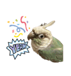 ウロコインコさん時々こざくらさん。（個別スタンプ：25）
