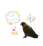 ウロコインコさん時々こざくらさん。（個別スタンプ：27）