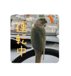 ウロコインコさん時々こざくらさん。（個別スタンプ：32）