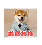 仕事好きな柴犬スタンプ（個別スタンプ：13）