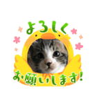 にゃおじぃの子分たち（個別スタンプ：1）