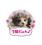 にゃおじぃの子分たち（個別スタンプ：2）