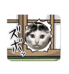 にゃおじぃの子分たち（個別スタンプ：8）