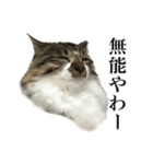 口悪すぎる猫（個別スタンプ：1）